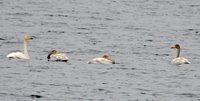 Лебеди-кликуны зимовали на Телецком озере