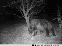 Начало ноября. В окрестностях Яйлю продолжает находиться крупный самец медведя