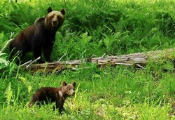 Медведица с медвежонком обосновались на заповедном кордоне