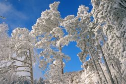 Зимняя сказка Алтайского заповедника