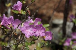 Времена года Лии Светлояр