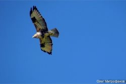ОРНИТОЛОГИЧЕСКИЕ НОВОСТИ С УЧЕТНОГО МАРШРУТА НА ЯЙЛИНСКОЙ ТЕРРАСЕ И НЕ ТОЛЬКО. Выпуск 8-9. 2017.