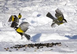 12 ноября в России отмечают Синичкин день