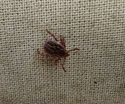 Заметки зоолога. Степной клещ в Алтайском заповеднике