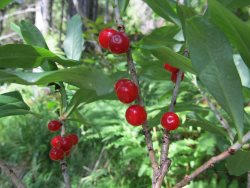 Заметки дендролога. Волчеягодник обыкновенный