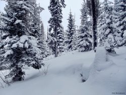 Зимние учеты животных 2020: много белки и маралы в снегу. 