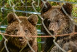 В Алтайском заповеднике выпустили в природу спасенных медвежат