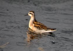 ОРНИТОЛОГИЧЕСКИЕ НОВОСТИ С УЧЕТНОГО МАРШРУТА НА ЯЙЛИНСКОЙ ТЕРРАСЕ И НЕ ТОЛЬКО. Август 2022