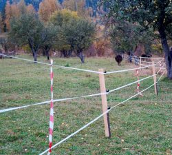 Заповедные медведи этой осенью не успели «пошалить» на кордонах