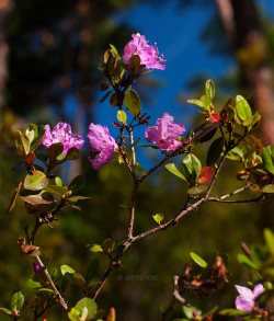 Необычное цветение маральника в разгар лета