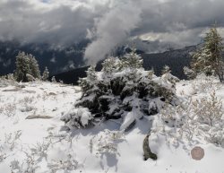 Зимний мир Алтайского заповедника в фотографиях Сергея Усика