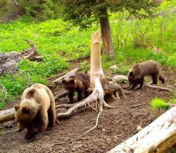 Окно в заповедную природу через объектив фотоловушек