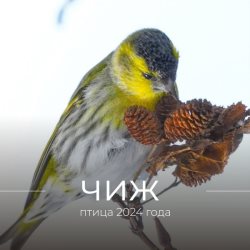 1 апреля - Международный день птиц