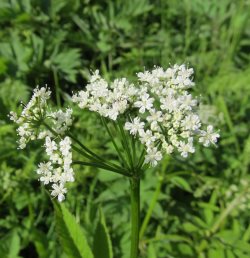 Ботанические новости. Сныть.