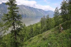 Об Алтайском заповеднике расскажут в медиапроекте о первозданных лесах России