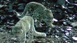 Детенышей ирбиса, заснятых на хребте Чихачева, назвали Алтай и Батыр  