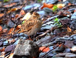  ОРНИТОЛОГИЧЕСКИЕ НОВОСТИ С УЧЕТНОГО МАРШРУТА НА ЯЙЛИНСКОЙ ТЕРРАСЕ И НЕ ТОЛЬКО. Август 2020