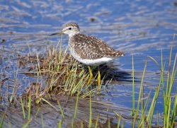 1 апреля - Международный день птиц