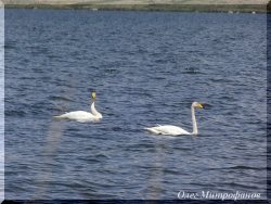 ЗАМЕТКИ ОРНИТОЛОГА. Новости с учётного маршрута на Яйлинской террасе.