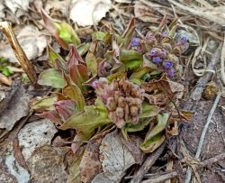 Зима отступает: в Алтайском заповеднике появились первоцветы