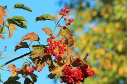 Фенологические заметки. От лета к осени