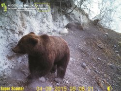 Кадры обитателей Алтайского биосферного заповедника участвуют в конкурсе «ФОТОЛОВУШКА-2015»