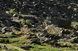 22 мая - международный день биологического разнообразия