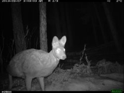 Кабарга попала в «ловушку» в Алтайском заповеднике!
