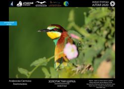 XI Международный фотоконкурс «Живая природа Алтая» в новом формате