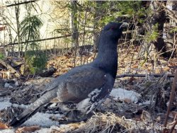 Дикий глухарь в заповедном Яйлю.