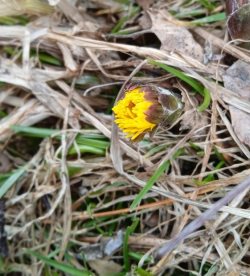 На берегах Телецкого озера на две недели раньше  появились первые первоцветы