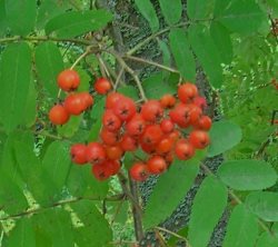 Заметки дендролога. Рябина