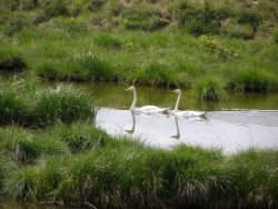 2 февраля – Всемирный день водно-болотных угодий