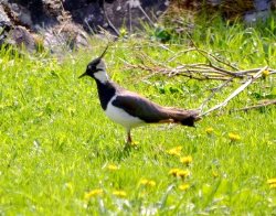 ОРНИТОЛОГИЧЕСКИЕ НОВОСТИ С УЧЕТНОГО МАРШРУТА НА ЯЙЛИНСКОЙ ТЕРРАСЕ И НЕ ТОЛЬКО. Май 2020