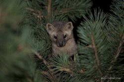 Всемирный день защиты животных