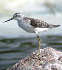 В Алтайском  заповеднике обнаружен новый вид птицы