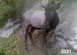 Встречаем 2021 год!