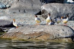 ОРНИТОЛОГИЧЕСКИЕ НОВОСТИ С УЧЕТНОГО МАРШРУТА НА ЯЙЛИНСКОЙ ТЕРРАСЕ И НЕ ТОЛЬКО. Сентябрь 2021