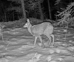 В Алтайском заповеднике в видеоловушку "попались" кабарга и косуля