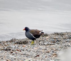 ОРНИТОЛОГИЧЕСКИЕ НОВОСТИ С УЧЕТНОГО МАРШРУТА НА ЯЙЛИНСКОЙ ТЕРРАСЕ И НЕ ТОЛЬКО. Апрель 2022