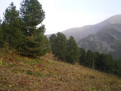 Что такое экосистемные услуги?