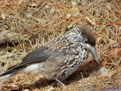 ОРНИТОЛОГИЧЕСКИЕ НОВОСТИ С УЧЕТНОГО МАРШРУТА НА ЯЙЛИНСКОЙ ТЕРРАСЕ И НЕ ТОЛЬКО. Декабрь 2018