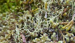 Два новых вида лишайников впервые отмечены для территории Алтайского заповедника