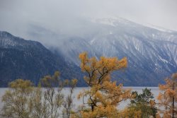 Фенологические заметки. Наступление предзимья в прителецкой части Алтайского заповедника