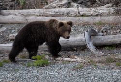 4 октября – Всемирный день защиты животных