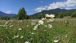 Фенологические заметки. Экватор лета