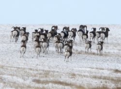 В Республике Алтай прошло совещание экспертов по вопросам сохранения и восстановления ирбиса и аргали