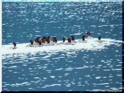 ОРНИТОЛОГИЧЕСКИЕ НОВОСТИ С УЧЕТНОГО МАРШРУТА НА ЯЙЛИНСКОЙ ТЕРРАСЕ И НЕ ТОЛЬКО. Выпуск №11