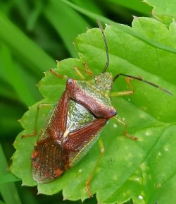 Массовый лёт клопов на Телецком озере