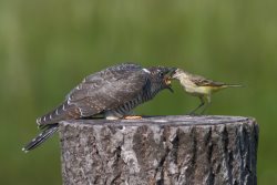 «Летний фаворит», ещё одна неделя